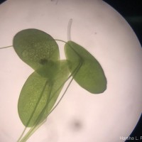 Spirodela punctata (G.Mey.) C.H.Thomps.